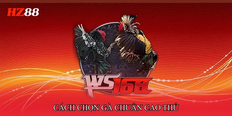 Đá Gà Cựa Sắt Miền Tây Luật Thi Đấu Chuẩn Nhất Cho Người Mới 1 Đá Gà Cựa Sắt Miền Tây