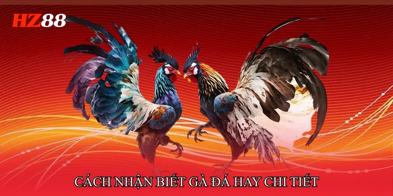 Cách Nhận Biết Gà Đá Hay Qua Ngoại Hình Và Thần Thái 3 Cách nhận biết gà đá hay chi tiết từ ngoại hình đến vảy