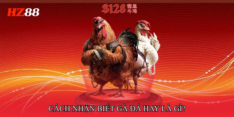 Cách Nhận Biết Gà Đá Hay Qua Ngoại Hình Và Thần Thái 2 Cách nhận biết gà đá hay là gì?