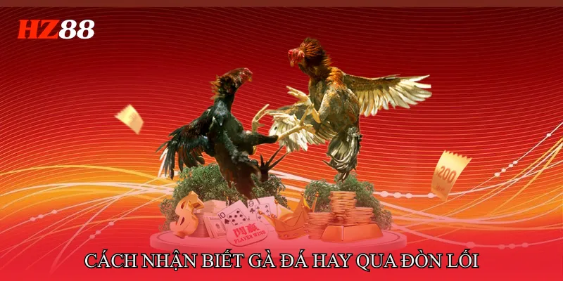 Cách Nhận Biết Gà Đá Hay Qua Ngoại Hình Và Thần Thái 4 Cách nhận biết gà đá hay qua đòn lối và phong cách đá