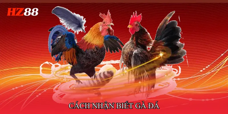 Cách Nhận Biết Gà Đá Hay Qua Ngoại Hình Và Thần Thái 3 Cách nhận biết gà đá hay