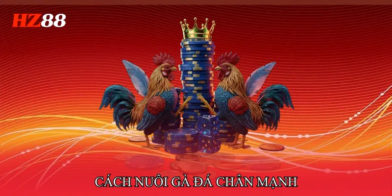 Cách Nuôi Gà Đá Chân Mạnh Tăng Sức Bật Cho Mỗi Trận 4 Cách nuôi gà đá chân mạnh