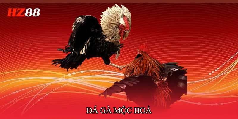 Đá Gà Mộc Hoả – Khám Phá Chiến Kê Ngũ Hành Chuẩn Xác 2 Đá gà mộc hoả